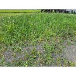 土地の草刈りの画像1