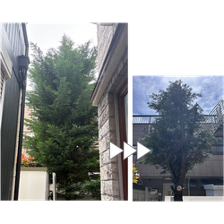 【国分寺市】庭木剪定 2026.05.04の画像1