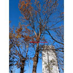 今日も間伐材でベンチを作ってみましたの画像2