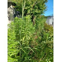 ★☆お庭のお手入れ草刈り☆★の画像1