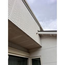 佐賀県　鳥栖市　コウモリの画像2