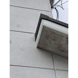 佐賀県　鳥栖市　コウモリの画像3