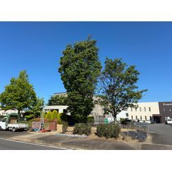津市　強剪定の画像1