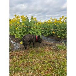 庄内緑地公園に春到来。菜の花が満開ですの画像1