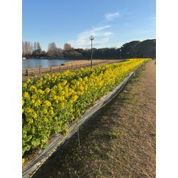 庄内緑地公園に春到来。菜の花が満開ですの画像2