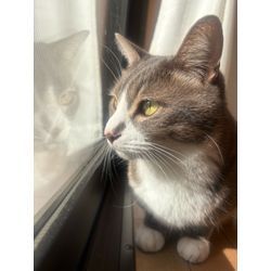 ★新年のご挨拶★の画像2