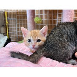 猫ちゃんに癒されるの画像1