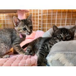 猫ちゃんに癒されるの画像2