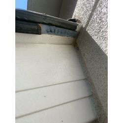 コウモリ被害の最盛期です！の画像3