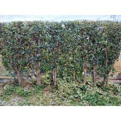 11月のこの時期まだまだ外に蚊がいる！(@_@)〜群馬高崎の植木屋ゆうさんShortBlog〜の画像3