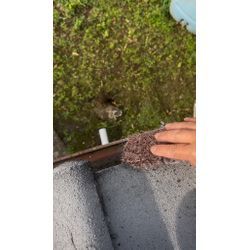 セメント瓦　屋根塗装！の画像1