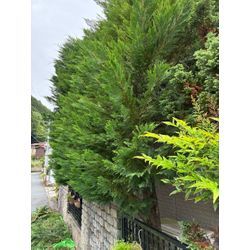 自然風の生垣の画像1