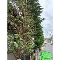 自然風の生垣の画像2