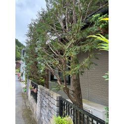 自然風の生垣の画像3