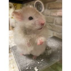 うちのハムスターの画像1