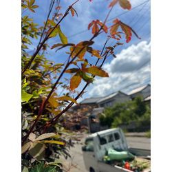 イラガ注意の画像3