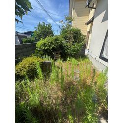 イラガ注意の画像1