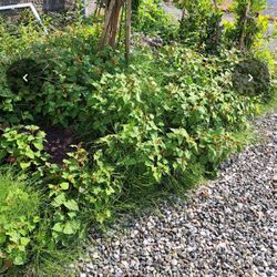 新発田市S様邸草刈り、草取り作業の画像1