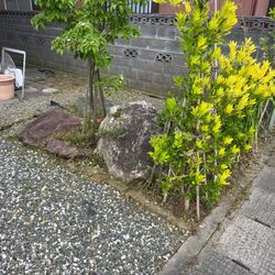 新発田市S様邸草刈り、草取り作業の画像2