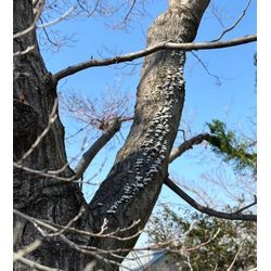 狭山市で枯れたモミジを伐採｜キノコが出た木は危険サイン｜庭じまい・伐採事例の画像1