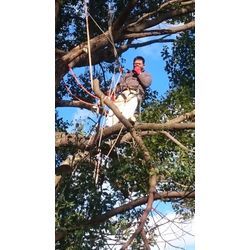 楠木の伐採の画像2