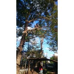 楠木の伐採の画像1