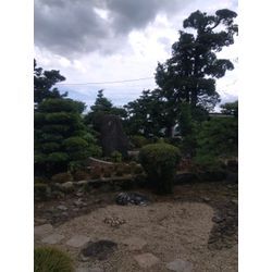 ８月７日（木）剪定の画像1