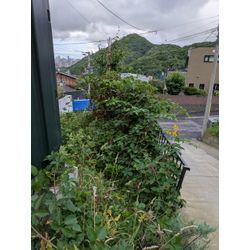 ハードボイルド草抜き🌱の画像3