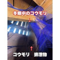 コウモリ　対策　追い出し　捕獲　熊本県合志市の画像1