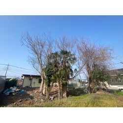 【久喜市】高木伐採・枯れ木の伐採を行いました｜施工事例の画像1