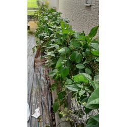 お家の裏に積もっていませんか？草ぼうぼうや不要なものが、蚊の発生源にもなっていました！の画像2