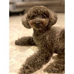 可愛いトイプードルちゃんの画像1