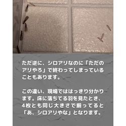 【これ、シロアリ？クロアリ？】の画像3