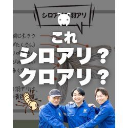 【これ、シロアリ？クロアリ？】の画像1