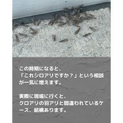 【これ、シロアリ？クロアリ？】の画像2