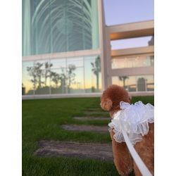 結婚式のペットシッターをさせていただきました💍🐾の画像3