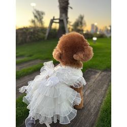 結婚式のペットシッターをさせていただきました💍🐾の画像1