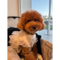 結婚式のペットシッターをさせていただきました💍🐾の画像2