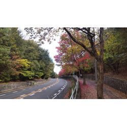 🍁あっという間🍁の画像1