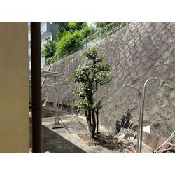 剪定致しました　ヤマボウシ　シマトネリコ　ゲッケイジュの画像2