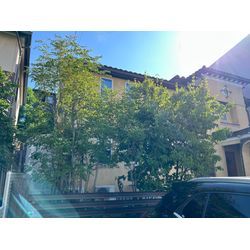 剪定致しました　ヤマボウシ　シマトネリコ　ゲッケイジュの画像3