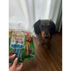 ワン子店長の画像1