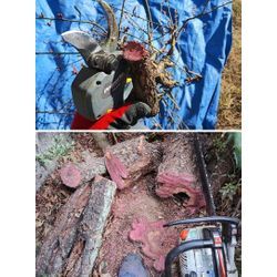 季節の花をブログでお届け〜梅(うめ)〜　群馬高崎の植木屋ゆうさんBlogの画像2