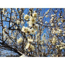 季節の花をブログでお届け〜梅(うめ)〜　群馬高崎の植木屋ゆうさんBlogの画像3