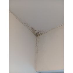 壁紙クロスカビ除去クリーニングの画像3