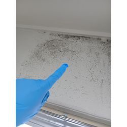 壁紙クロスカビ除去クリーニングの画像1