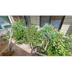 急遽　伐採抜根に☀️の画像2