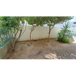 急遽　伐採抜根に☀️の画像1