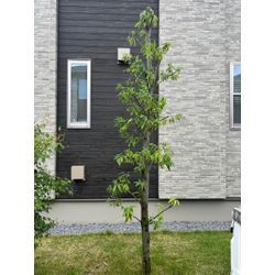 船橋市　丈詰め剪定　シラカシの画像2