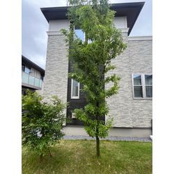 船橋市　丈詰め剪定　シラカシの画像1